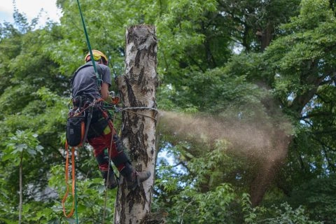 Baumpfleger fällt Baumstamm mit Motorsäge bei professioneller Baumfällung im Wald.