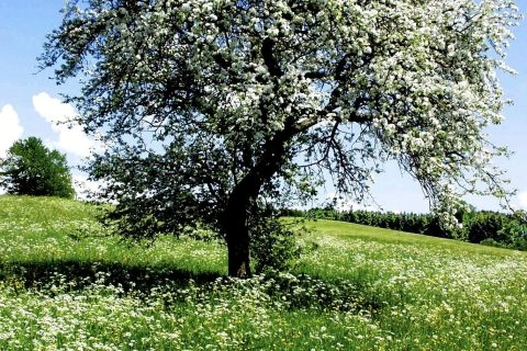 Blühender Apfelbaum auf grüner Wiese im Frühling mit blauen Himmel und Naturidylle.