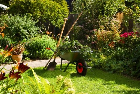 Schubkarre mit Gartenwerkzeug und Pflanzen auf grünem Rasen im sonnigen Garten.