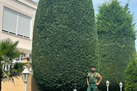 Gärtner steht vor hohen, akkurat geschnittenen Thuja-Hecken im gepflegten Garten.
