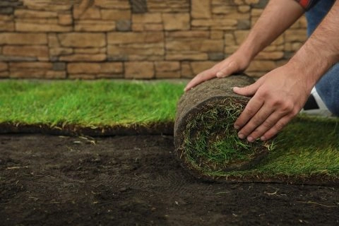 Rollrasen wird auf einem vorbereiteten Gartenboden vor einer Steinmauer ausgelegt.