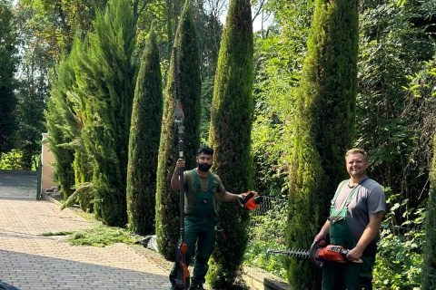 Zwei Gärtner schneiden mit Heckenscheren hohe Koniferen an einer Gartenhecke zurecht.