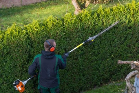 Gärtner schneidet mit Heckenschere eine hohe grüne Hecke im Garten fachgerecht zurück.